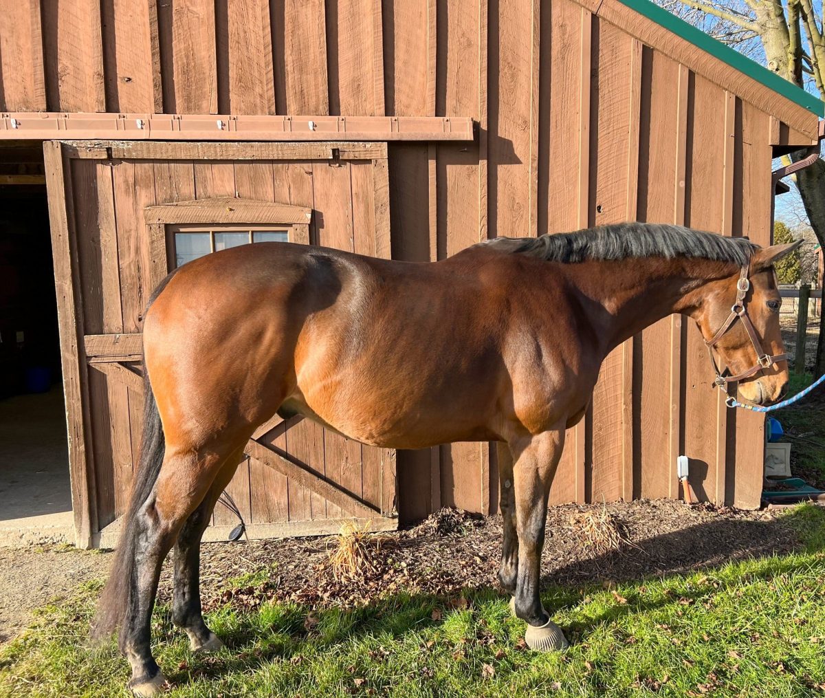 Featured image for “Building a Nutrition Plan for Your OTTB”