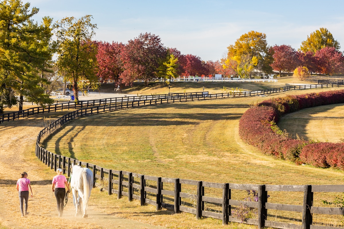 Featured image for “2023 Thoroughbred Makeover to Include Pilot Broodmare Division”