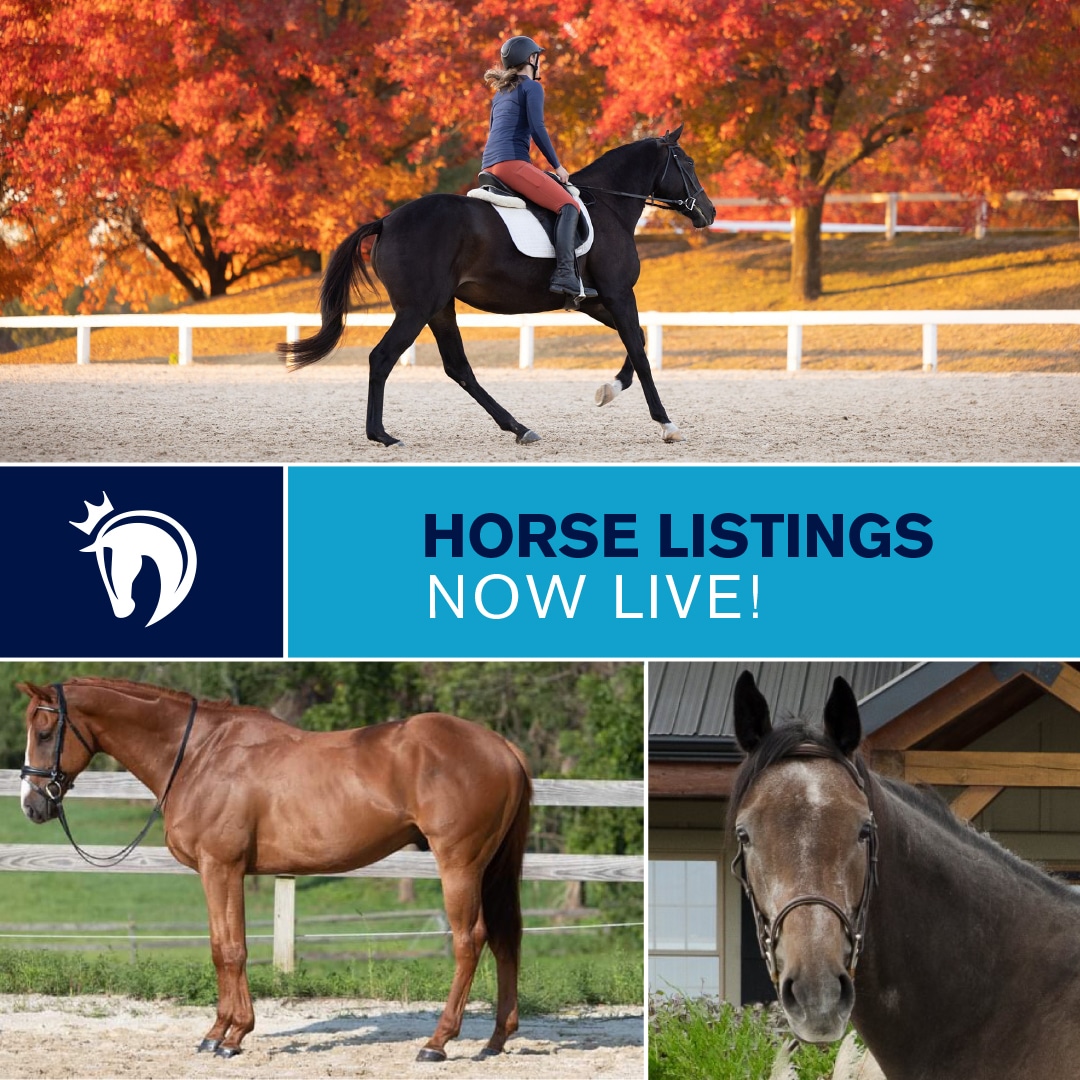 Featured image for “New & Improved RRP Horse Listings Launched”