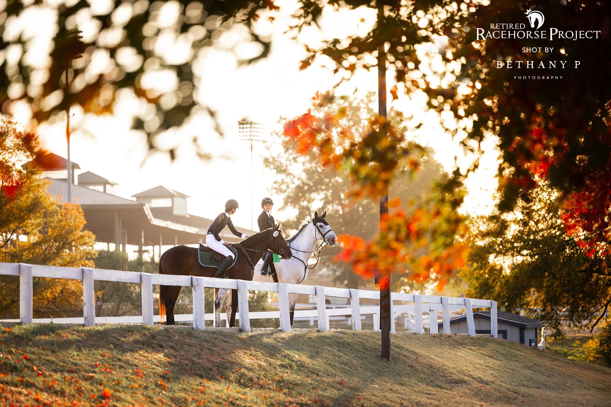 Featured image for “It’s Thoroughbred Makeover Application Season!”