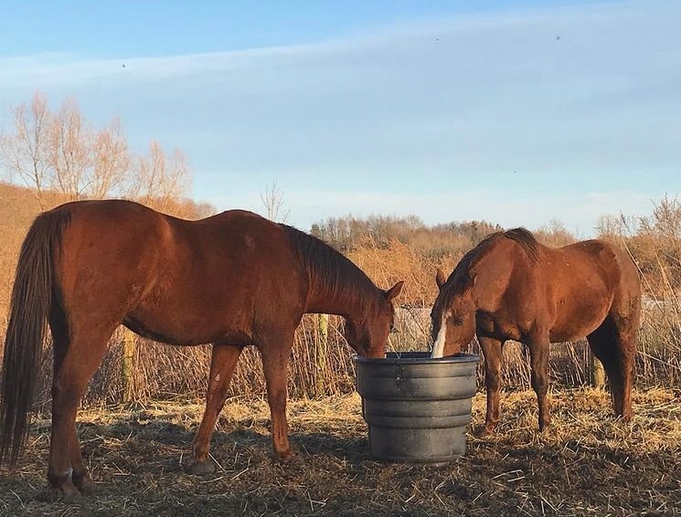 Featured image for “Webinar: Finding the Right Feed For Your Horse”