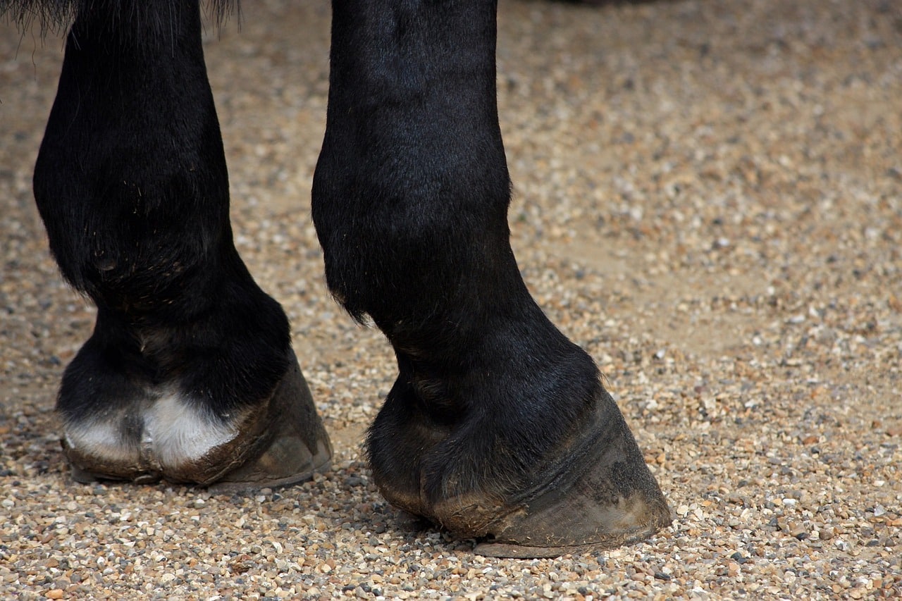 Featured image for “Caring for Racehorse Hooves”