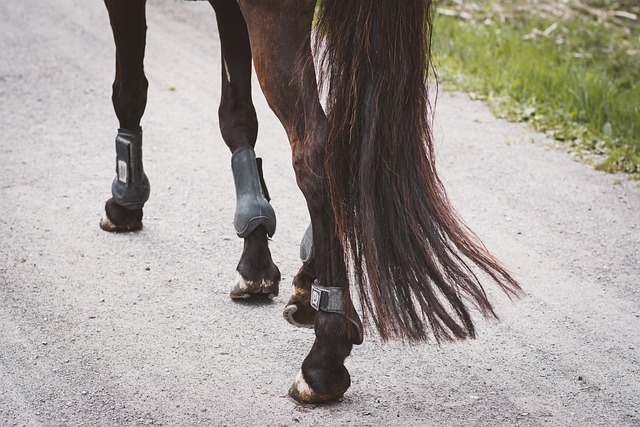 Featured image for “Webinar: Injury Rehabilitation for the Retired Racehorse”